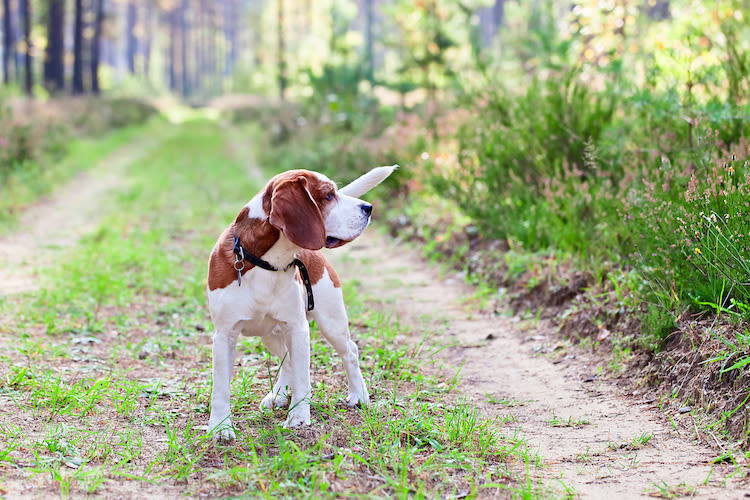 Obligation de tenir son chien en laisse en forêt jusqu&rsquo;au 30 juin