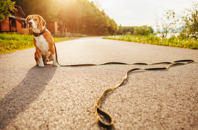Plus de chiens, chats et furets perdus en France en 2018