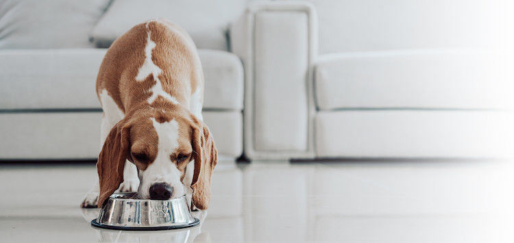 Que penser du régime Barf pour chien ?