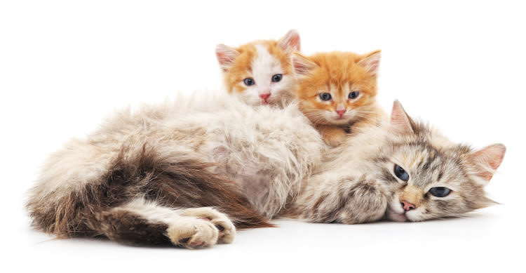 Stérilisation/identification du chat: ce qu’il faut savoir
