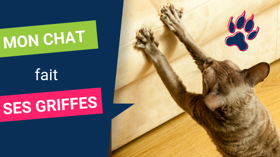 Comment empêcher mon chat de faire ses griffes ?