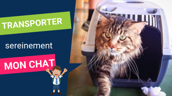 Emmener son chat chez le vétérinaire sans le stresser