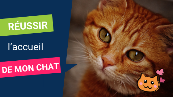 Comment réussir l&rsquo;adoption d&rsquo;un chat ?