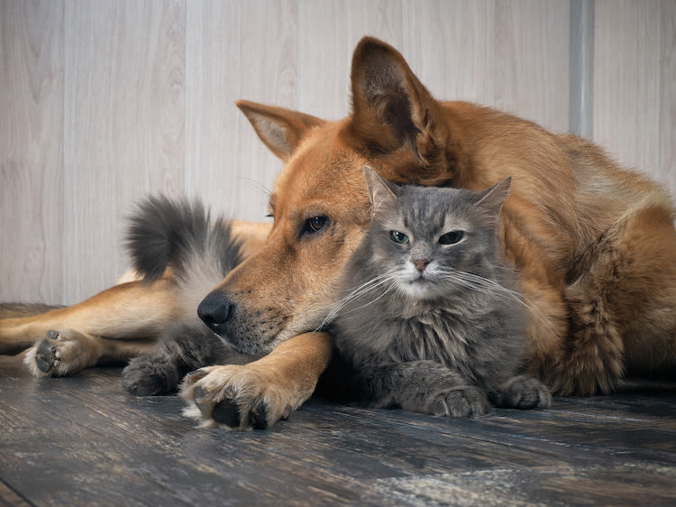 Abandons de chiens et chats : toujours d’actualité en 2019