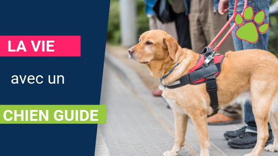 Chiens Guides d’Aveugles : de formidables compagnons