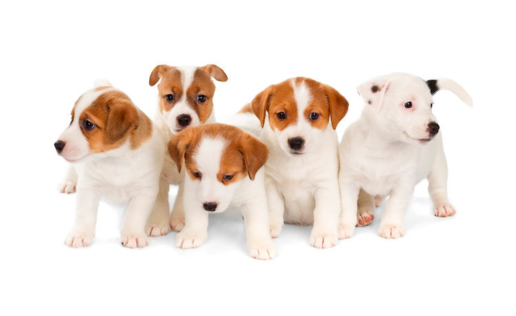 Quels noms pour les chiens nés en 2020 ?