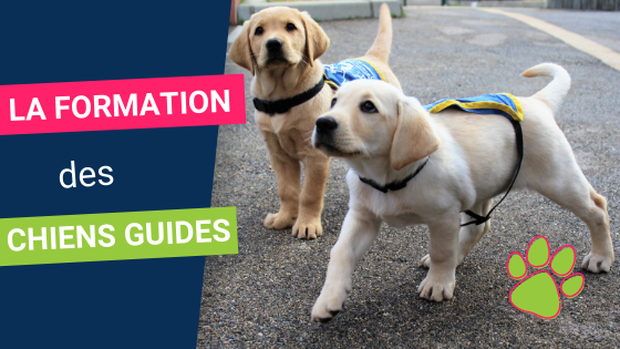 Tout savoir sur les chiens-guides d&rsquo;aveugles
