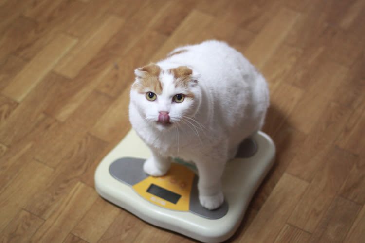 Mon chat est trop gros ! Que faire ?