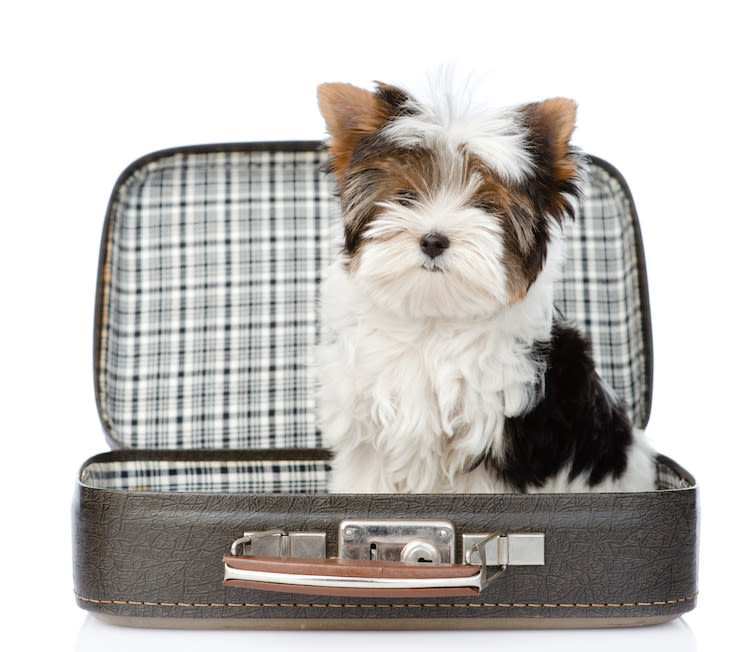 Rentrée : 5 conseils pour les propriétaires d&rsquo;animaux