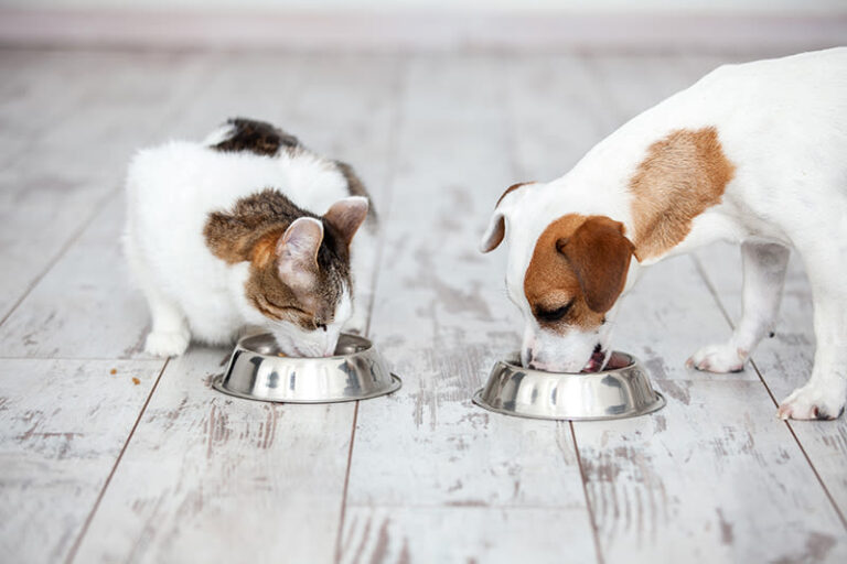 L’alimentation thérapeutique chez les animaux de compagnie
