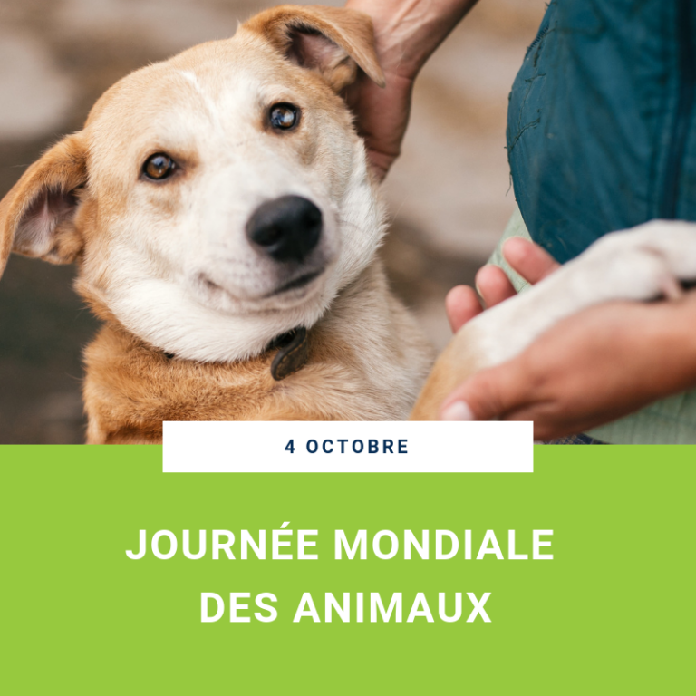 4 octobre : c’est la Journée mondiale des animaux
