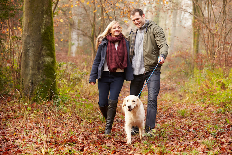 Quelles précautions pour mon chien en automne ?