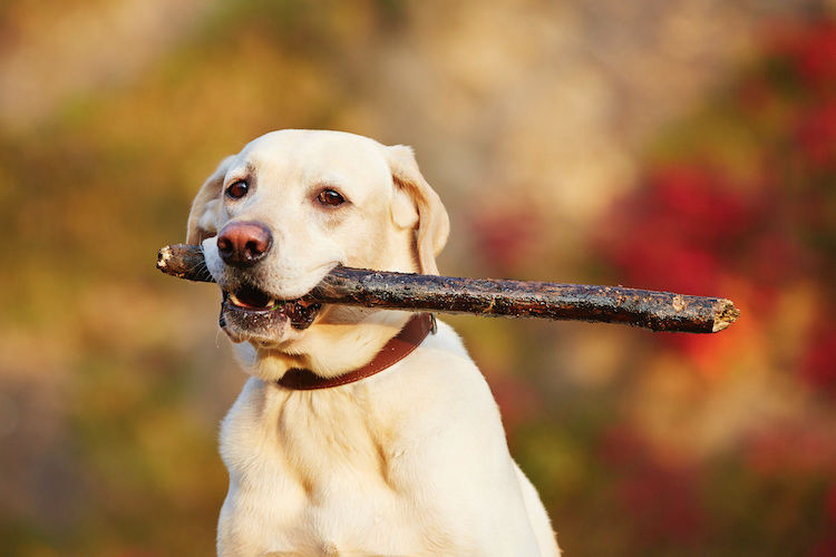 Comment se promener en forêt avec son chien sans risque ?