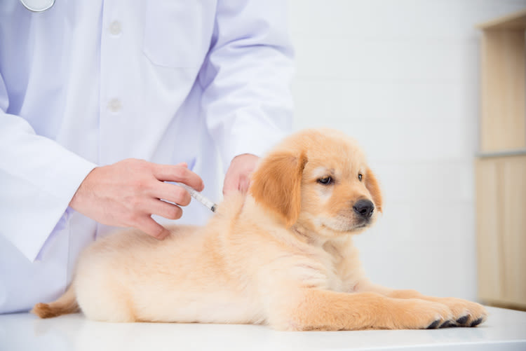 Quels vaccins et vermifuges pour protéger mon chien ?