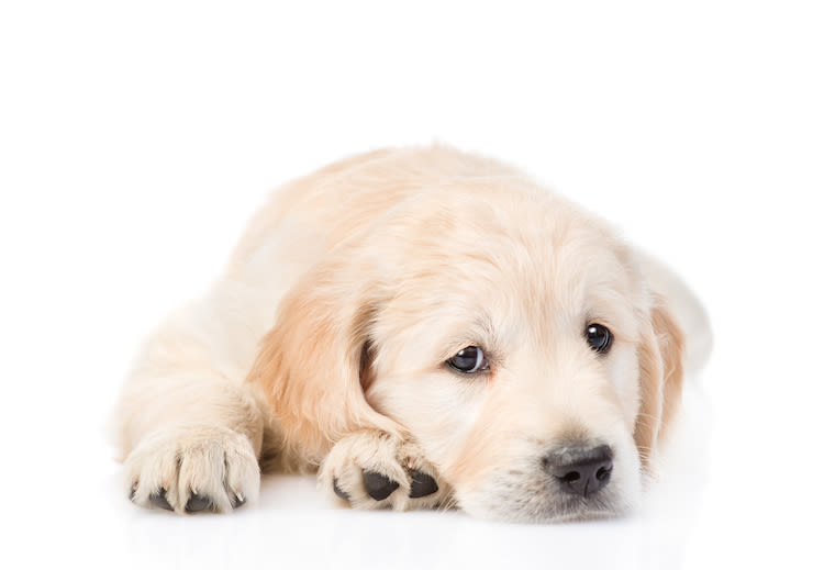 Pourquoi protéger son chien contre la parvovirose ?