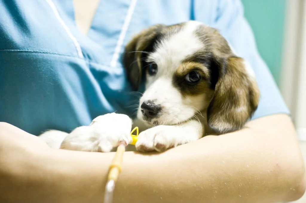 parvovirose_soins_veterinaire_vaccin
