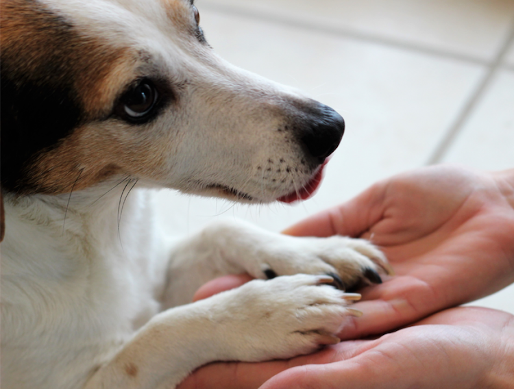 Thérapie assistée par l’animal : un appel aux dons