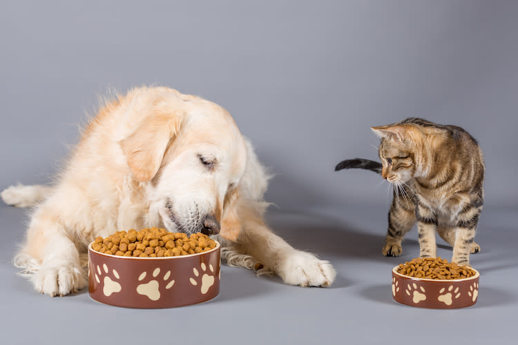 Un site pour commander l’alimentation de votre animal