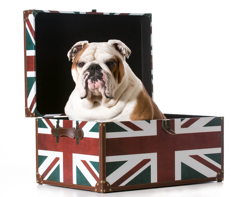 Brexit ? Ce qui peut changer pour voyager avec son animal