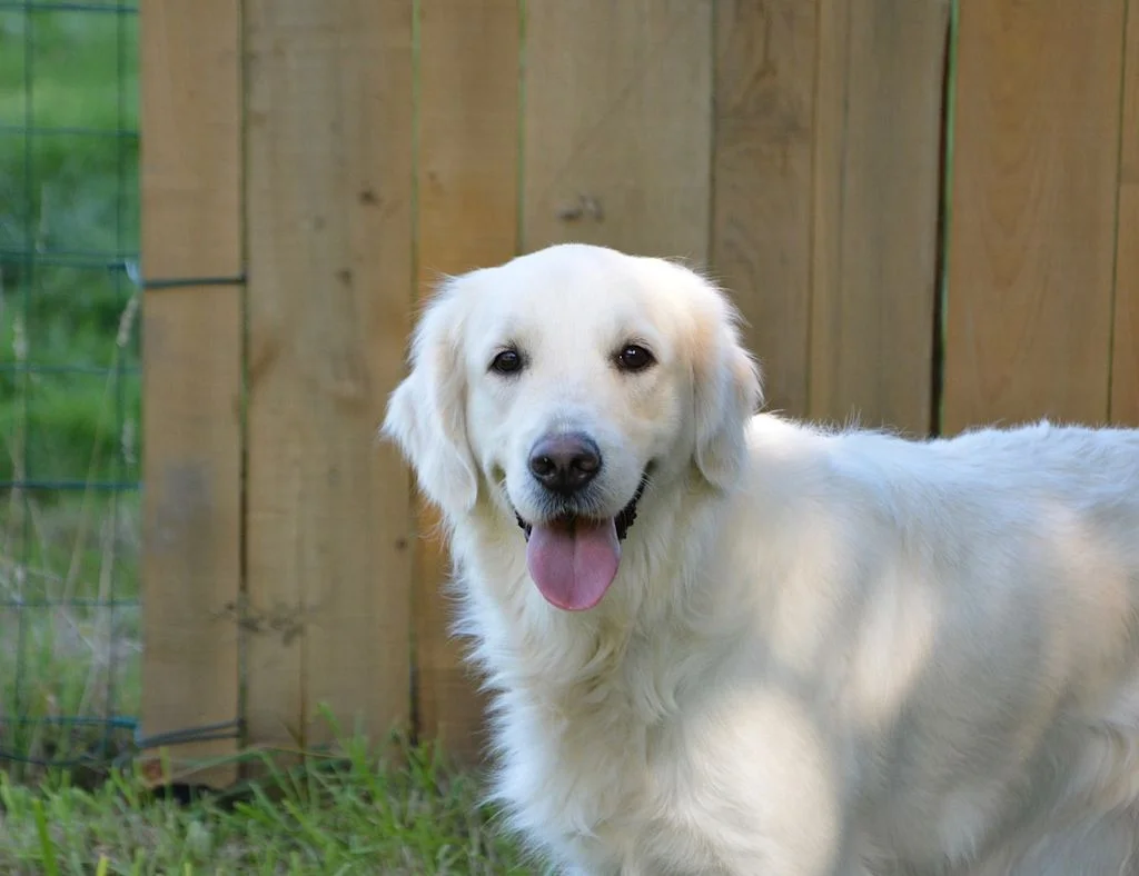 golden retriever blanc