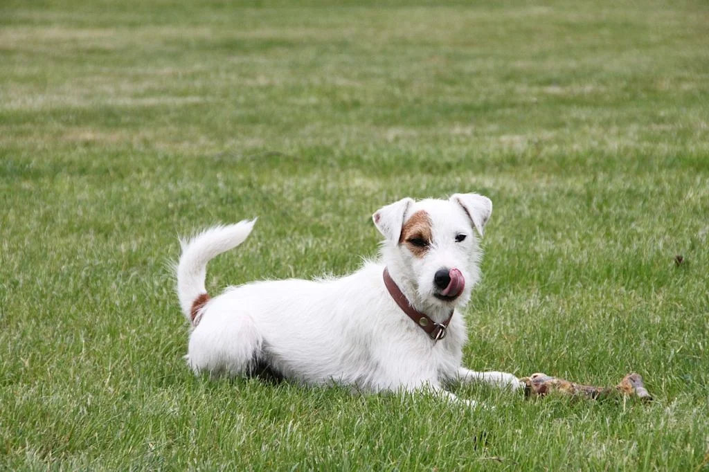 chien crois&eacute; terrier