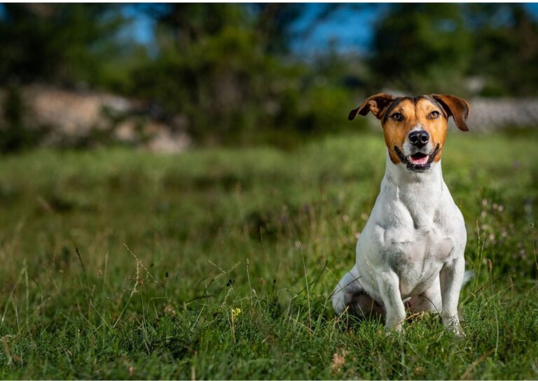 Stérilisation du chien : choisir une méthode temporaire