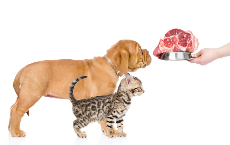 Peut-on donner de la viande crue à son chien ou son chat ?
