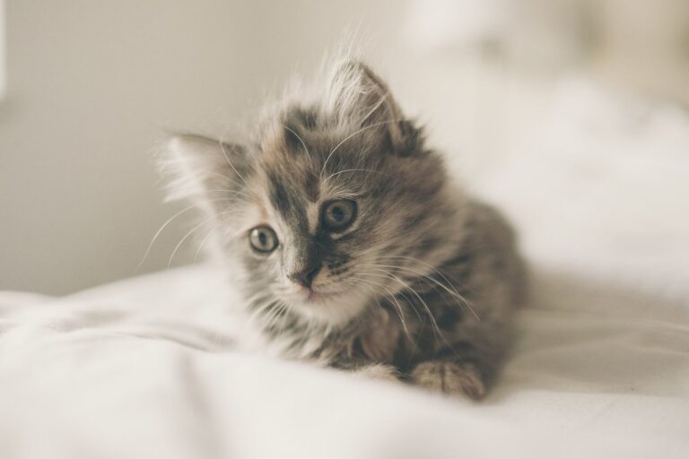 Choisir la bonne formule d&rsquo;assurance pour mon chat