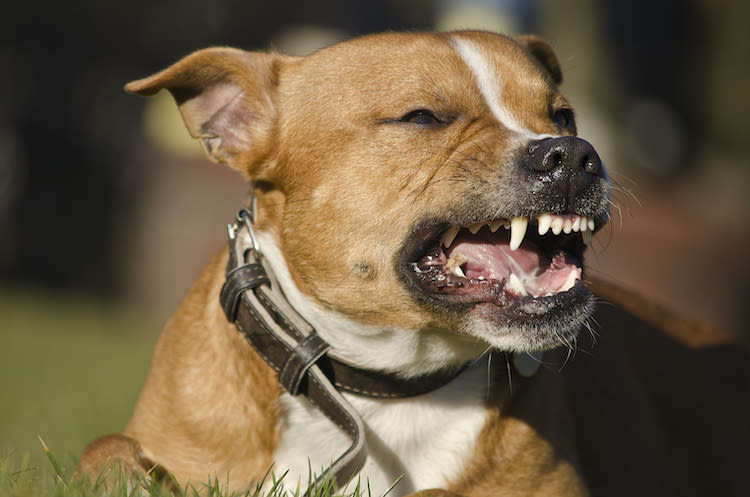 Chiens « dangereux » : quels facteurs de risque ?