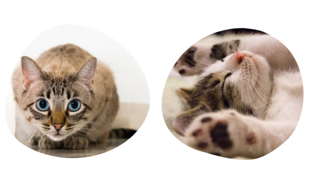 comment choisir mon assurance chat