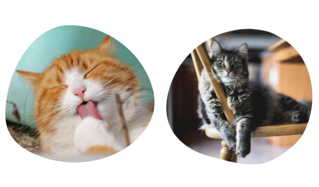 quelle est la meilleure assurance chat