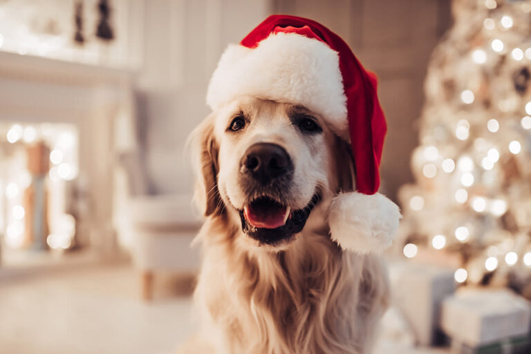 Top 5 des cadeaux de Noël pour votre chien