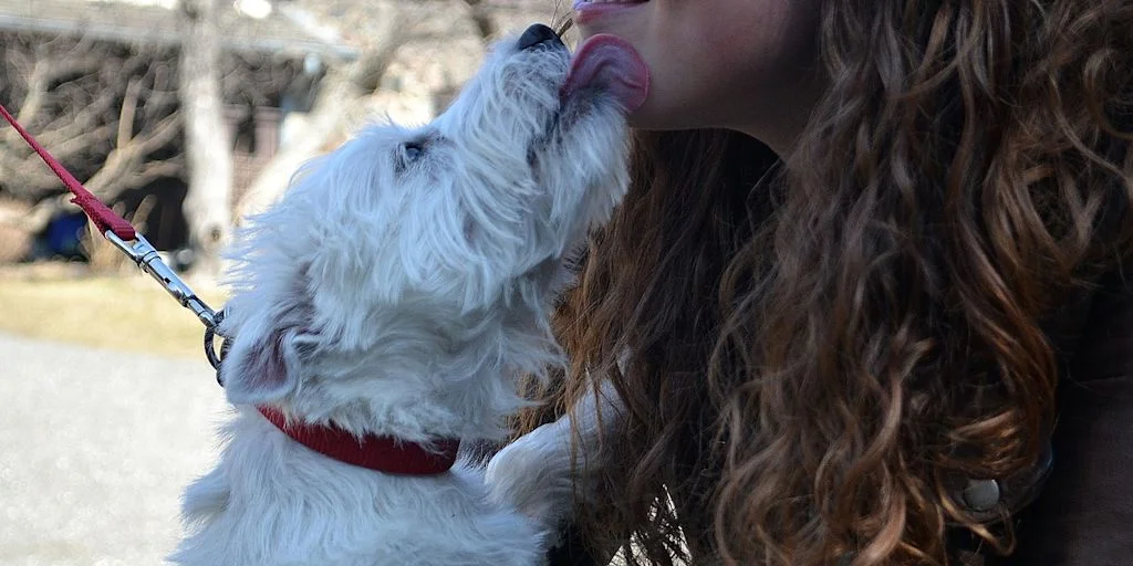 bisous de chien