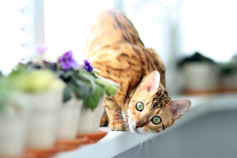 Les raisons pour lesquelles mon chat me fixe