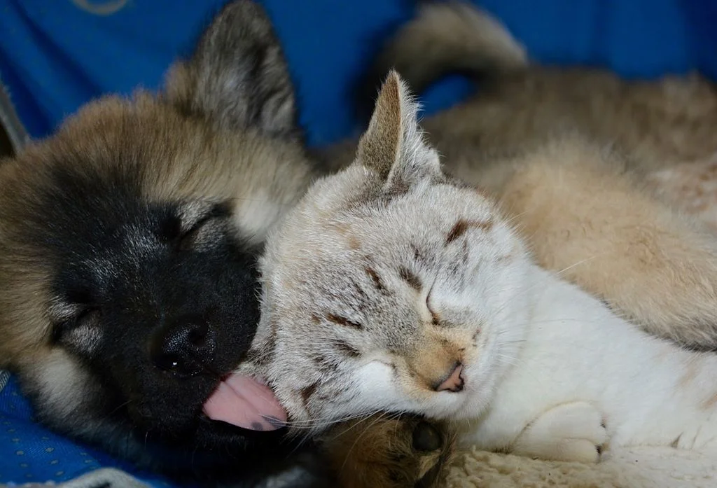 Chien qui lèche un chat