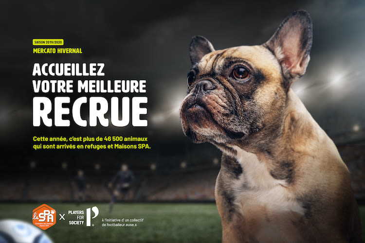 Cause animale : des footballeurs professionnels s&rsquo;engagent