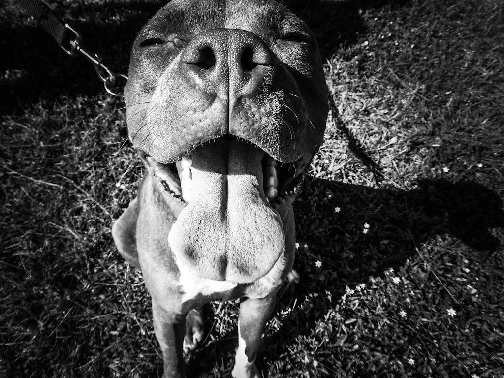 Langue de chien
