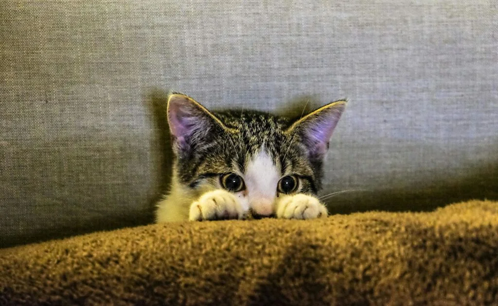 chat qui semble effayé