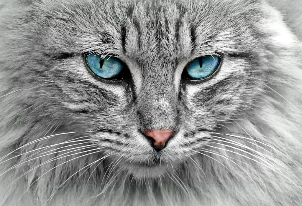 Chat qui regarde son maître par amour