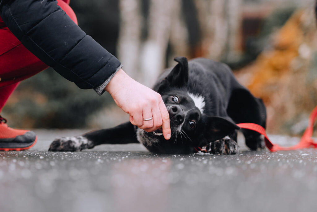 Dressage chien qui griffe