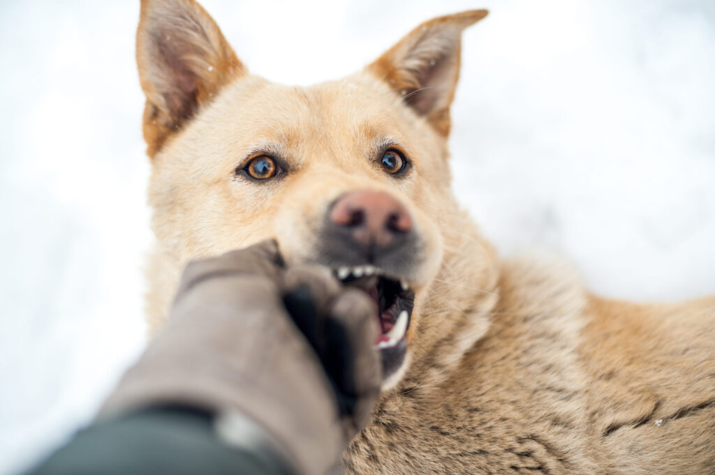 Chien qui mord