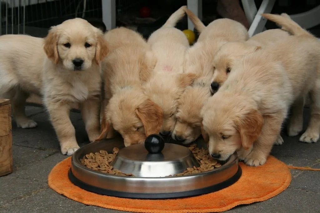 Chiots qui mangent
