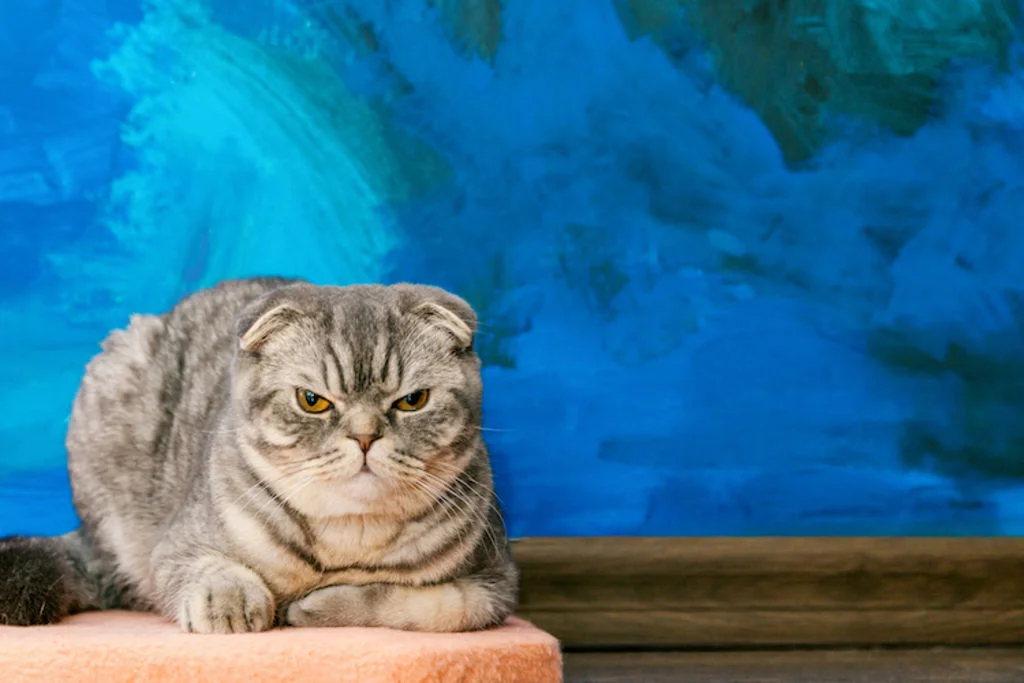 changement_d_heure_consequence_pour_le_chat