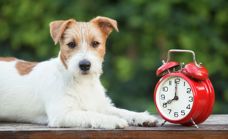 Changement d’heure: quelles conséquences sur nos animaux ?