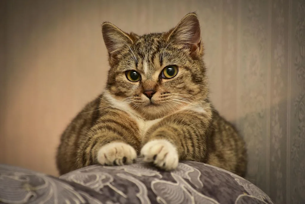chat patoune