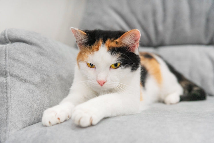 Pourquoi mon chat patoune ?