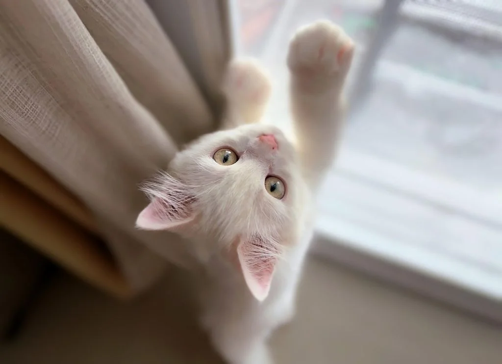chaton blanc fenetre