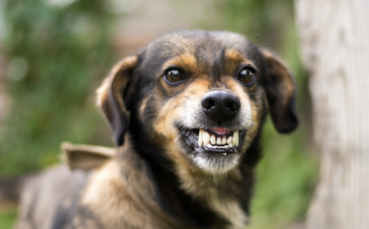 Un cas de rage sur un chien signalé dans l’Ile-de-Ré