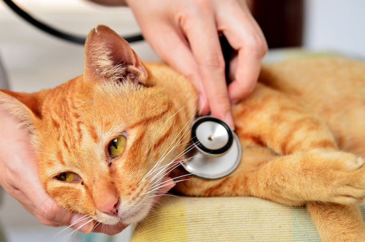 Virus chinois : le chat ou le chien peut-il l’attraper ?