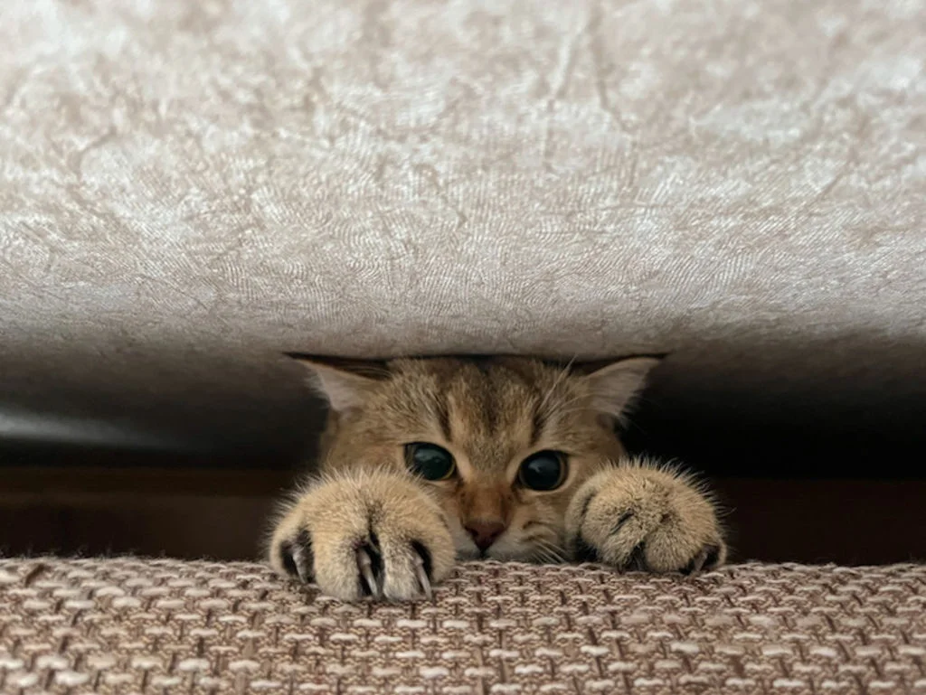 griffes du chat
